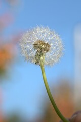 Naklejka premium Amazing grass flower in the wild
