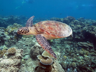 Sea turtle in Great Barrier Reef
