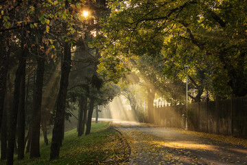 Obraz premium Beautiful and colourful alley in a park with rays of light in autumn morning