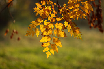 Colourful leafs in autumn time with green background