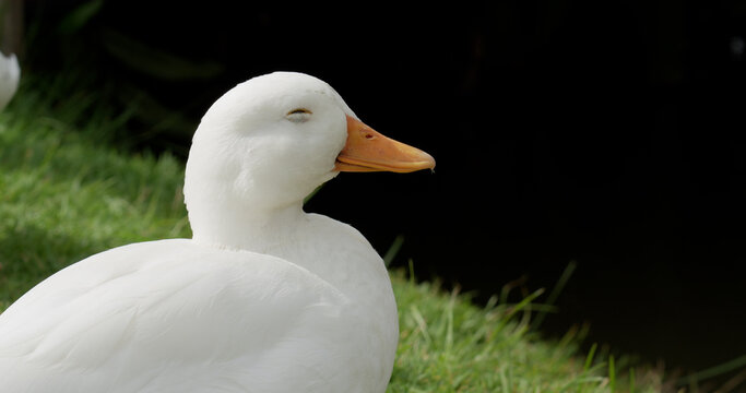 Close up of a domestic duck (Anas platyrhynchos domesticus) head. The Call Duck breed has a fascinating history that includes a foundation in hunting, showing, and eventually human companionship.