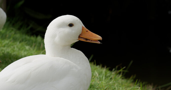 Close up of a domestic duck (Anas platyrhynchos domesticus) head. The Call Duck breed has a fascinating history that includes a foundation in hunting, showing, and eventually human companionship.