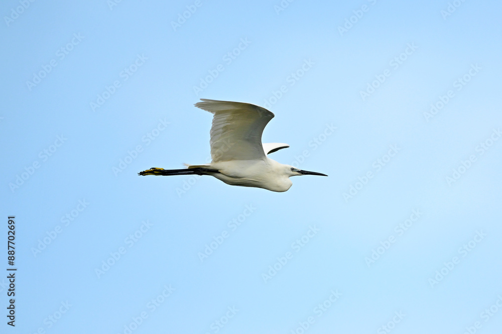 Poster Seidenreiher // Little egret (Egretta garzetta)