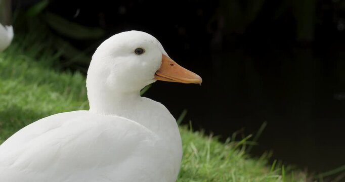 Close up of a domestic duck (Anas platyrhynchos domesticus) head. The Call Duck breed has a fascinating history that includes a foundation in hunting, showing, and eventually human companionship.