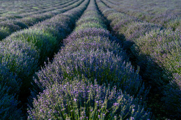 Champ de lavande fine en Provence, France