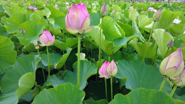千秋公園の堀に自生する蓮
