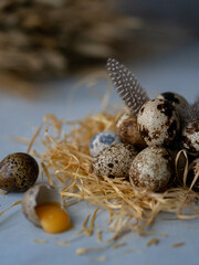 Quail Eggs on Hay with Broken Egg and Yolk on Gray Concrete Background - Rustic Vertical Photo. High quality photo
