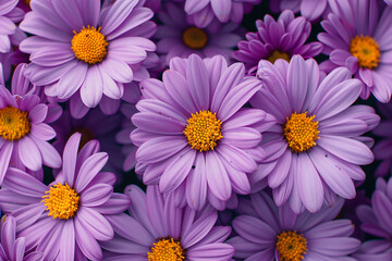 Aster flower bed, with light purple flowers and yellow centers, many blooming in the garden, full of vitality and beauty. Top view angle, natural light, macro photography