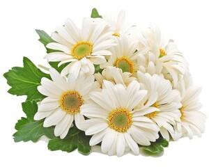 Fototapeta premium Daisy Blossom White Flower Beauty Gerbera Arrangement