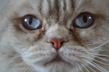 White British lop-eared kitten scottish fold cat face. Domestic cat Blue-eyed white pedigreed cat close up shot big round shape cat head wide open light blue eyes surprise  emotion laying sitting pet