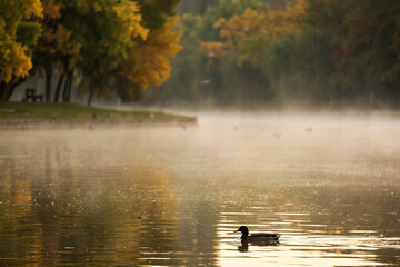 Fototapeta premium Ducks on a lake in park at sunrise with beautiful fog fall season