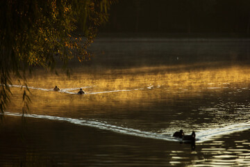 Ducks on a lake in park at sunrise with beautiful fog fall season