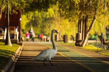 Beautiful swans at sunrise in a lake at autumn season