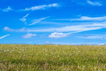 Meadow with white flowers and sky with clouds