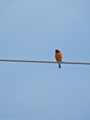 Flycatcher in South Korea, 딱새, 한국 텃새
