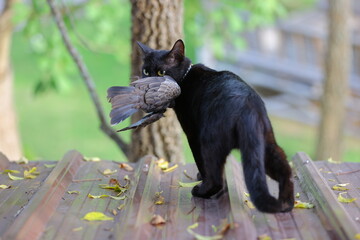 A black cat with piercing yellow eyes is captured holding a bird in its mouth, displaying its natural hunting skills. The close-up image emphasizes the cat's focused expression and the details  © 大爷 倪