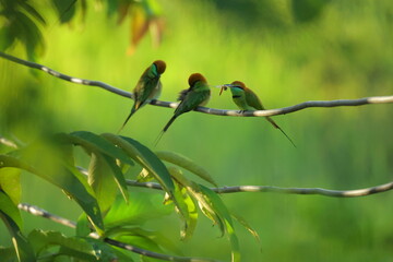 Three colorful birds are perched on a branch, with one bird holding an insect in its beak. The lush green background highlights the vibrant colors of the birds.
