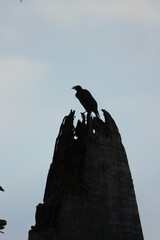A lone stork is perched high on a slender branch against a clear blue sky. The scene captures a sense of solitude and height.
