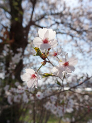 Cherry blossom in spring, 봄날의 벚꽃