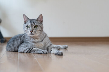 床に寝そべる猫　サバトラ猫