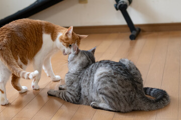 にらみ合う二匹の猫