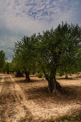 Fototapeta premium Beautiful olivetree in Gravina (Puglia)