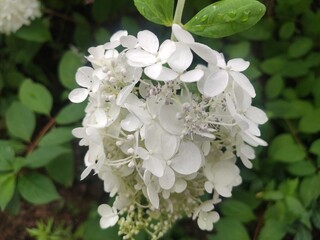 white flowers