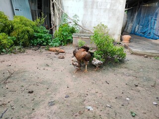 chicken standing on the ground