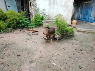 chicken standing on the ground.