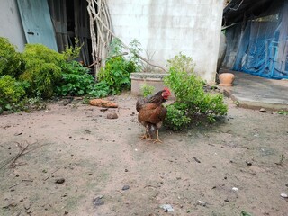 range chicken