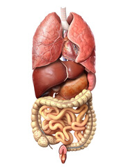 Human anatomy, internal organs alone, full Respiratory and digestive systems.