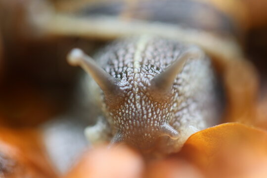 Close up de um Caracol