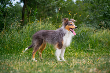 Obraz premium Cute fluffy gray tricolor dog shetland sheepdog. Happy sheltie in park