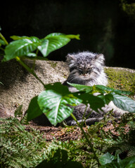 Obraz premium Pallas's cat, manul cat in the forest