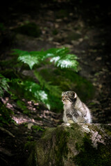 Pallas's cat, manul cat in the forest