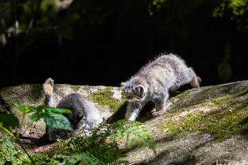 Pallas's cat, manul cat in the forest