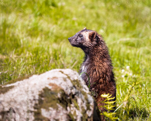Wolverine portrait standing, muscular carnivore, Mustelidae