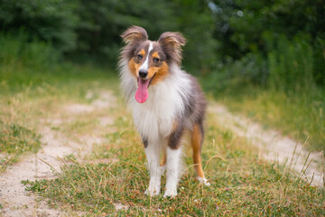 Cute fluffy gray tricolor dog shetland sheepdog. Happy sheltie in park