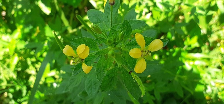Cleome Viscosa Plant on Green Nature Background