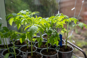 Growth of tomato seedlings in plastic glasses on a windowsill. Witness the emergence of delicate green leaves as the plants thrive indoors during spring
