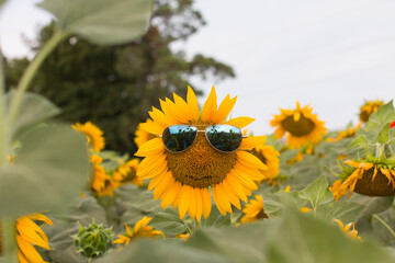 A smiling sunflower in sunglasses in a field. Summer harvest of sunflower seeds