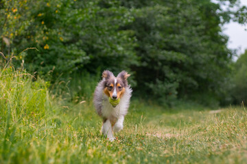 Cute fluffy gray tricolor dog shetland sheepdog. Happy active sheltie is running and playing with...