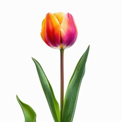 Vibrant Tulip Plant Collection in Various Colors Isolated on White Background - High Definition Image of Floral Beauty