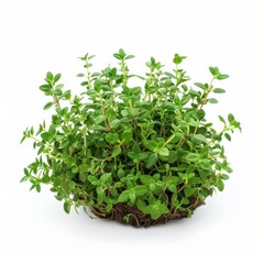 Fototapeta premium Fresh Thyme Plant with Aromatic Leaves Isolated on White Background - High-Quality Detail Image
