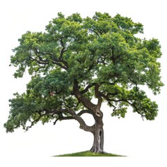 Majestic Oak Tree with Extensive Branches Isolated on White Background