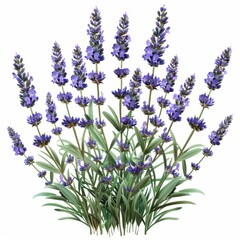 Naklejka premium Luscious Lavender Blooms: Detailed High-Resolution Plant with Fragrant Flowers on White Background