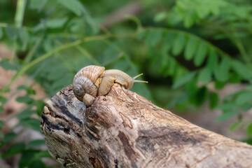 A slow grape snail crawls up the bark of a tree. Wild snail in natural habitat.