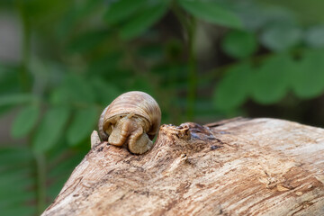 Snail with his shell on a garden. Snail hiding in its shell.