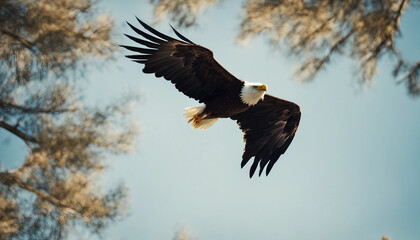 Obraz premium A bald eagle soaring above the forest, clear blue sky 