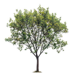 Obraz premium Plant And Tree, Generative AI